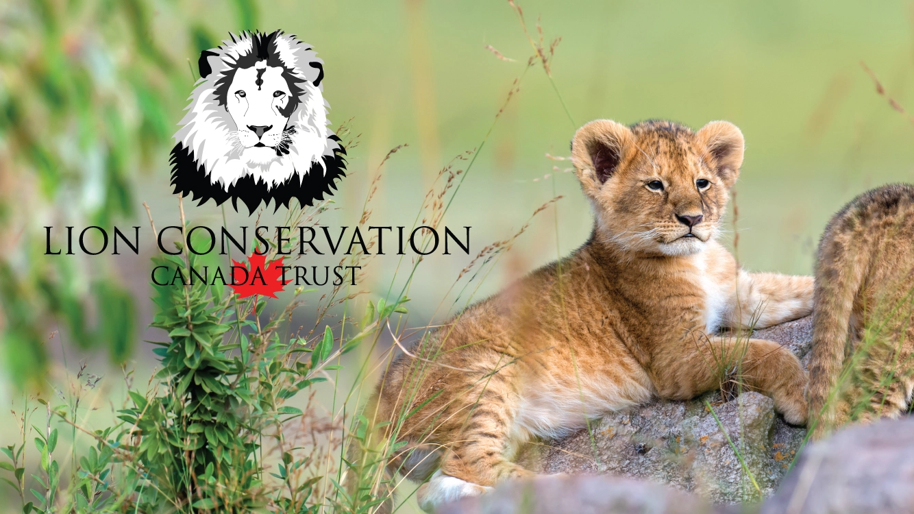 Lion Conservation Poster Design 2